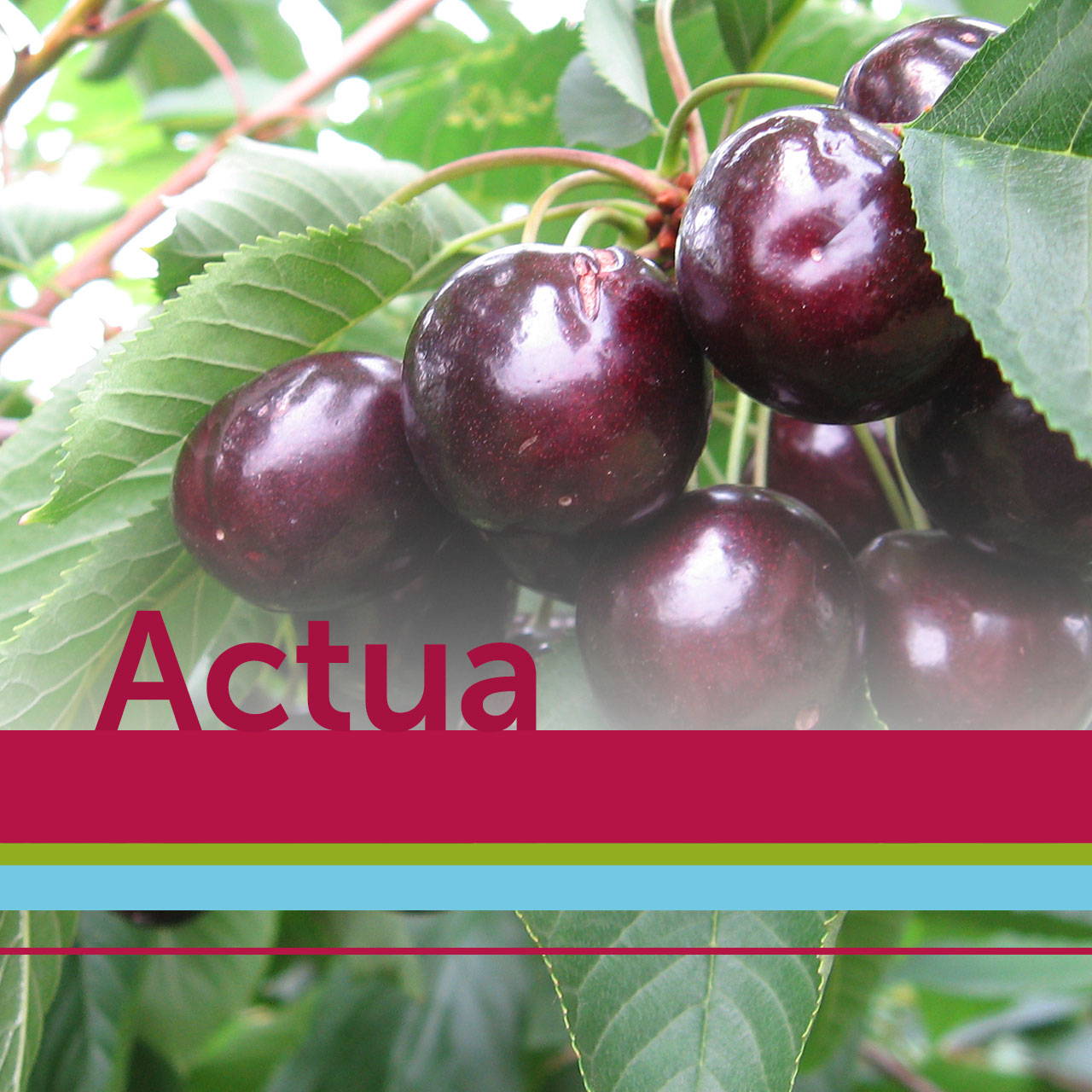 Actua Steenfruit, inclusief lidmaatschap StonefruitConsult