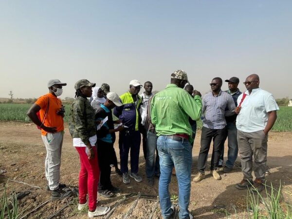 Met uien voedselzekerheid verbeteren in Senegal - Delphy
