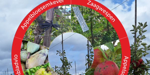 Vruchtbare Fruitteeltsystemen Zeeland