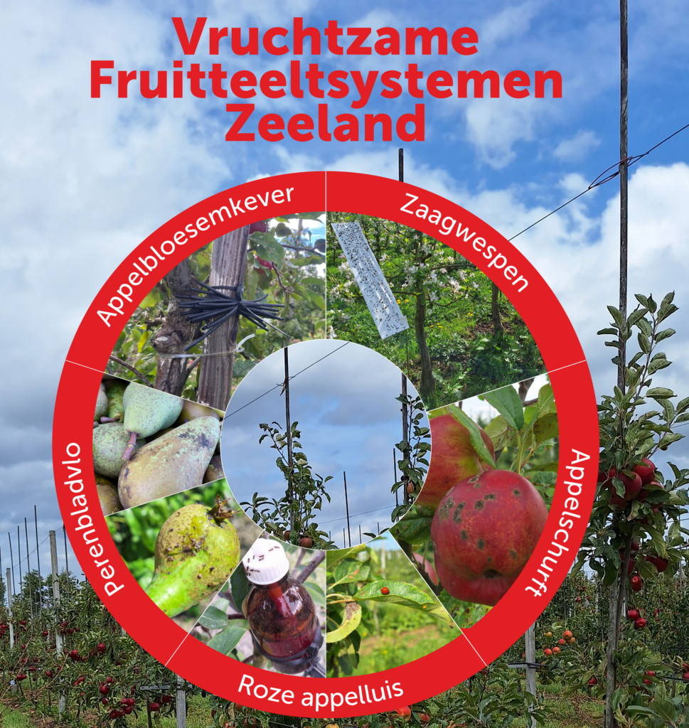 Vruchtbare Fruitteeltsystemen Zeeland