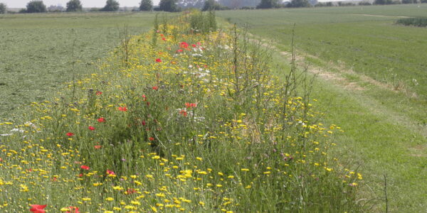 akkerrand noordbeverland