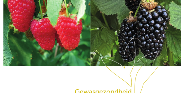 gewasgezondheid kleinfruit 2026
