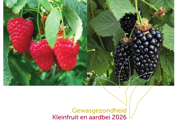 gewasgezondheid kleinfruit 2026