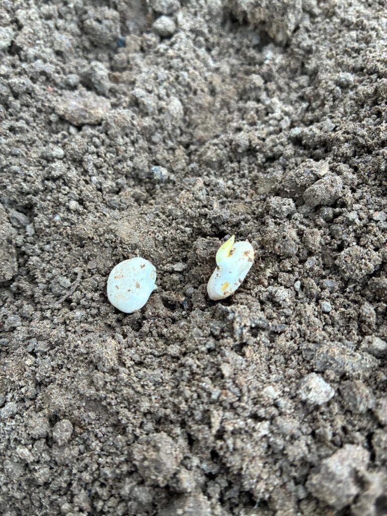 Lupine kieming Lingehof Afbeelding van WhatsApp op 2025-03-25 om 07.08.02_2aab179e