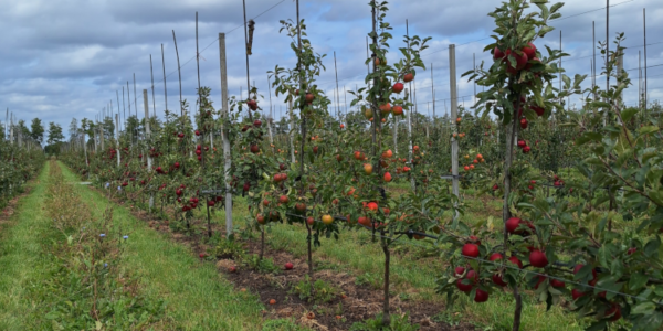 Duurzaam fruitteler onderzoek VFZ Zeeland fruittelers