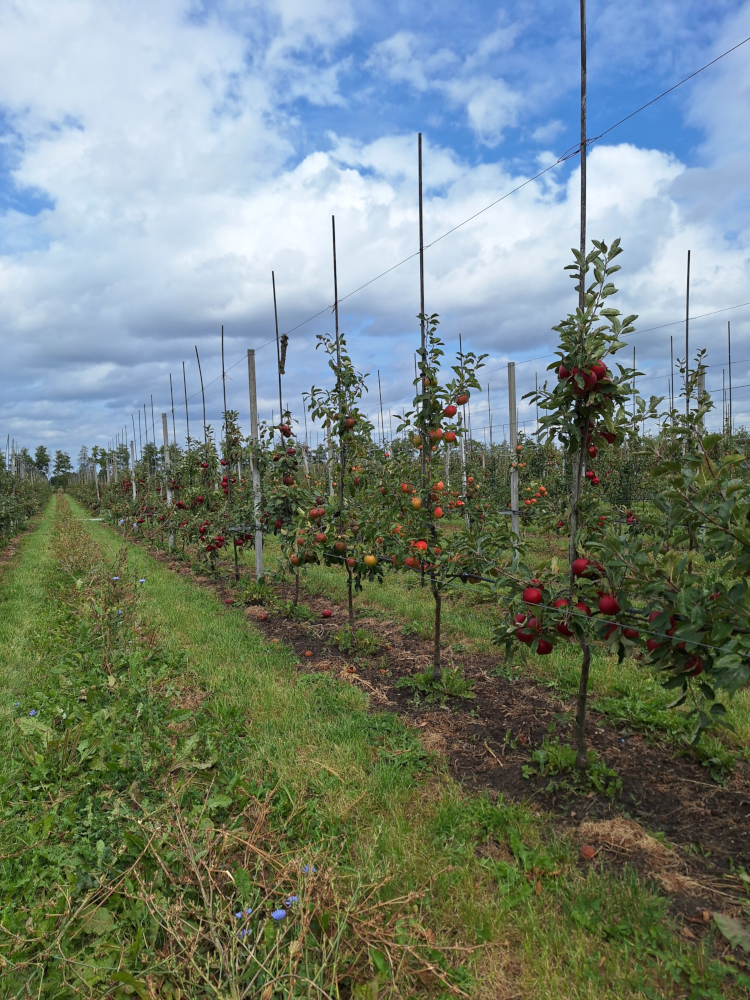 Duurzaam fruitteler onderzoek VFZ Zeeland fruittelers